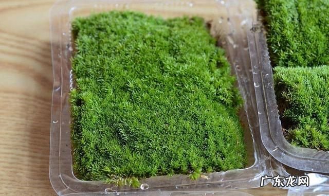 怎么用土豆做苔藓,杜鹃根怎么长青苔了