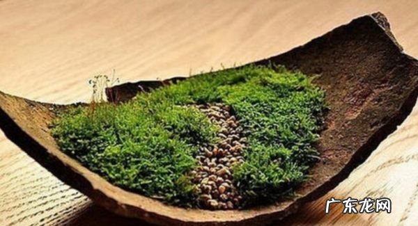 怎么用土豆做苔藓,杜鹃根怎么长青苔了