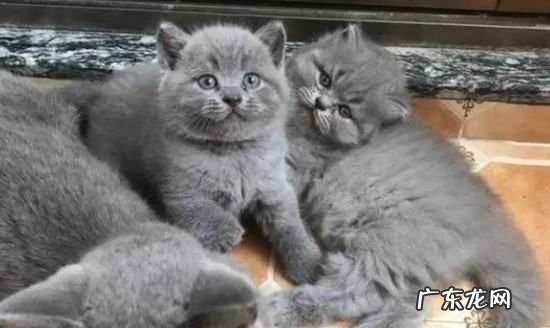 蓝猫为什么有淡紫色,丁香蓝猫和蓝猫配种会出什么颜色