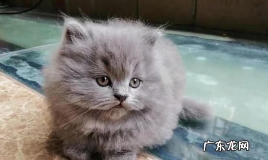 蓝猫为什么有淡紫色,丁香蓝猫和蓝猫配种会出什么颜色