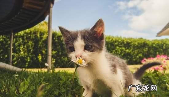 蓝猫为什么有淡紫色,丁香蓝猫和蓝猫配种会出什么颜色