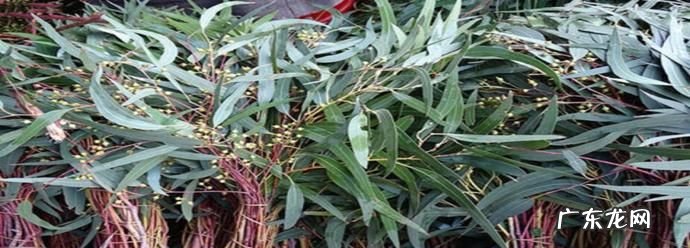 桉树叶有毒,桉树有毒桉树下面的山泉水能喝