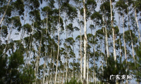 桉树叶有毒,桉树有毒桉树下面的山泉水能喝
