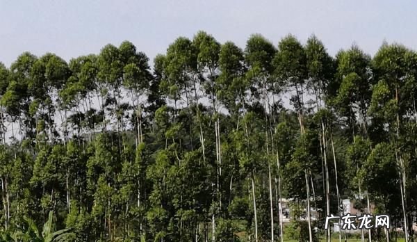 桉树叶有毒,桉树有毒桉树下面的山泉水能喝