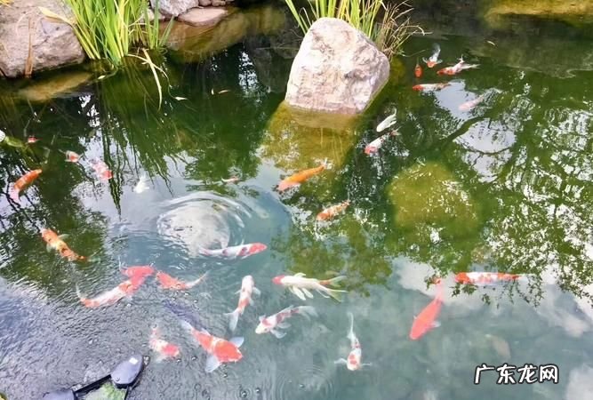 如何让庭院鱼池水清澈,怎么能使鱼池里的水清澈干净