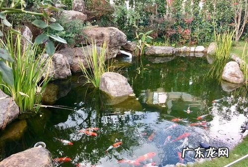 如何让庭院鱼池水清澈,怎么能使鱼池里的水清澈干净