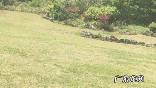 绿颖什么情况下不能用,绿颖矿物油在柑橘使用注意事项