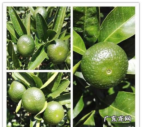 绿颖什么情况下不能用,绿颖矿物油在柑橘使用注意事项