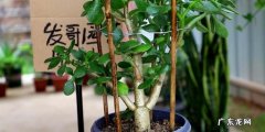 玉树的养护,玉树怎么养才能更旺盛开花