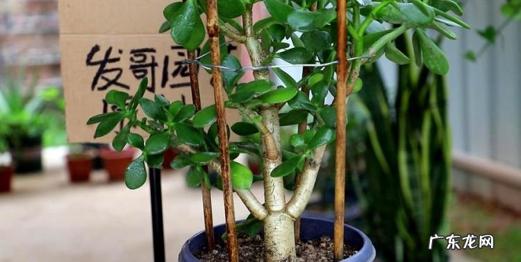 玉树的养护,玉树怎么养才能更旺盛开花