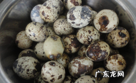 怎样煮鹌鹑蛋好吃,鹌鹑蛋怎么煮熟 鹌鹑蛋如何煮熟