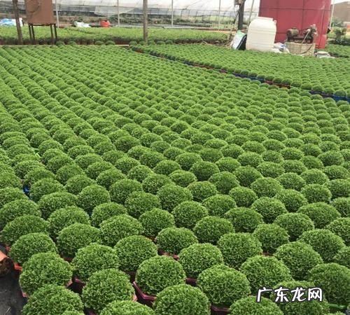 怎么样繁殖绿地球,盆栽绿地球能养活多长时间