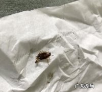 蟑螂爬过的床能睡一晚再洗,床上跑了一只蟑螂还可以睡觉