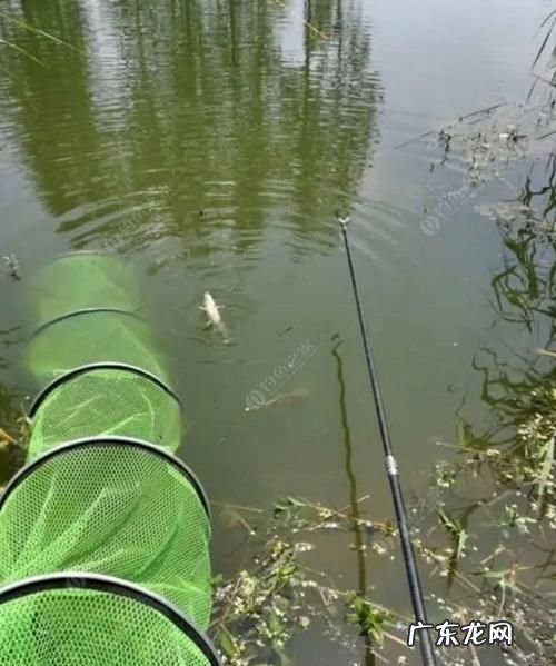 野钓草鱼钓底还是钓浮,夏季野钓草鱼钓底还是钓浮