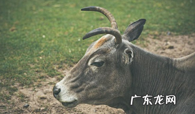 怎样将牛角变软定型,如何让牛角变软