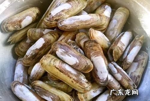 冰冻大竹蛏怎么清理内脏,大竹蛏怎么清理内脏