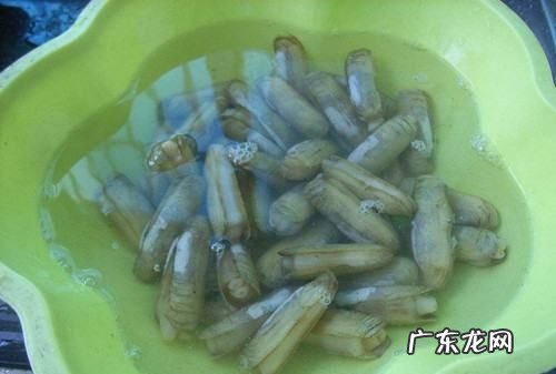 冰冻大竹蛏怎么清理内脏,大竹蛏怎么清理内脏