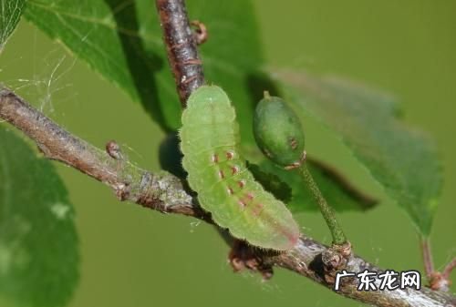 波刺毛蛰了怎么处理,让波刺毛蛰着了用什么办法可治
