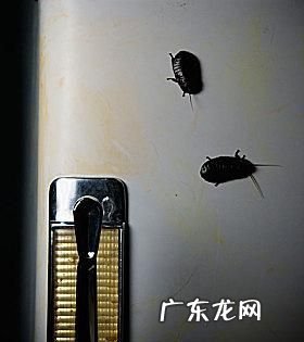 蟑螂在冰箱里能存活,冰箱冷藏室蟑螂能生存