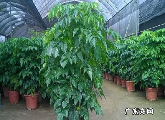 绿宝树怎么养才茂盛,绿宝树怎么养