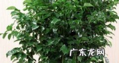 绿宝树怎么养才茂盛,绿宝树怎么养