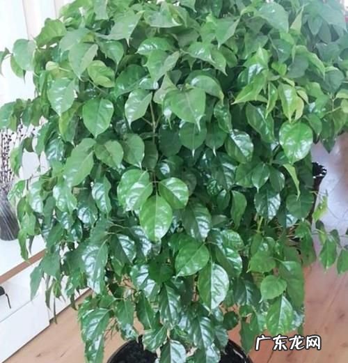 绿宝树怎么养才茂盛,绿宝树怎么养
