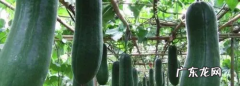 冬瓜籽能种植 冬瓜适温多少,种植冬瓜是用种子直接种植还是先育苗后再移栽