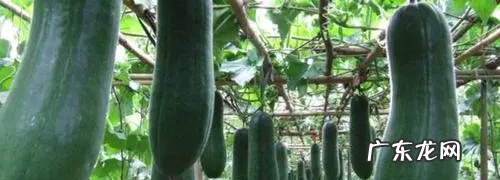 冬瓜籽能种植 冬瓜适温多少,种植冬瓜是用种子直接种植还是先育苗后再移栽