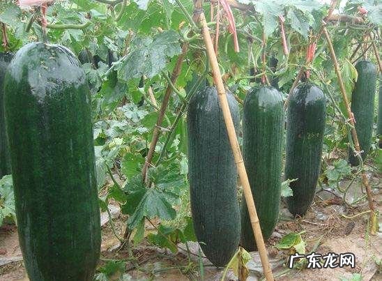 冬瓜籽能种植 冬瓜适温多少,种植冬瓜是用种子直接种植还是先育苗后再移栽
