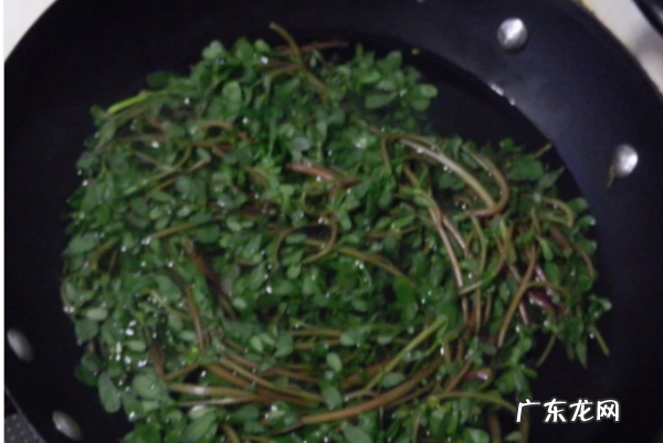 野菜马齿苋怎么做好吃,马齿菜怎么吃最好吃