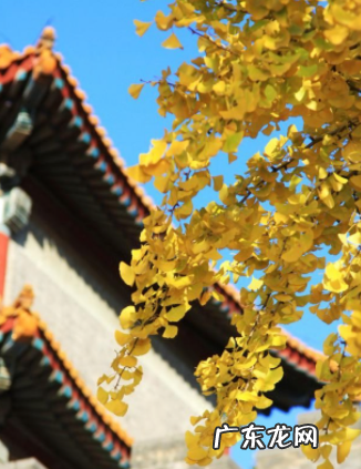 北京的金秋是几月,金秋是几月