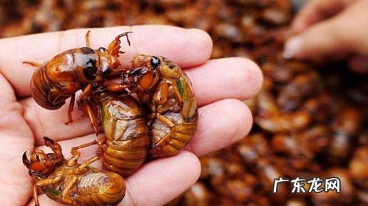 活的蝉怎么存放,活的知了猴怎么保存新鲜