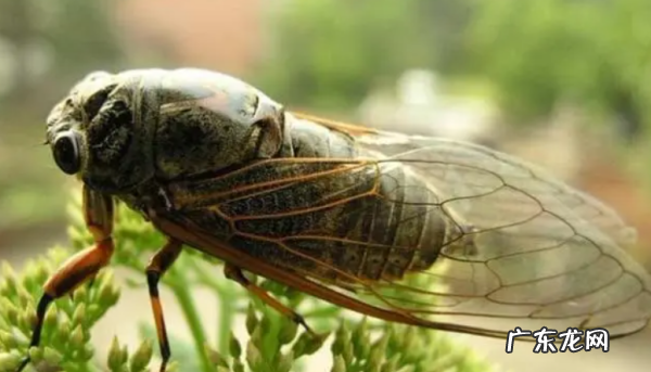 活的蝉怎么存放,活的知了猴怎么保存新鲜