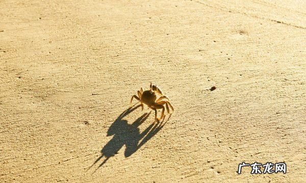 螃蟹几条腿 螃蟹靠什么呼吸,螃蟹有几条腿