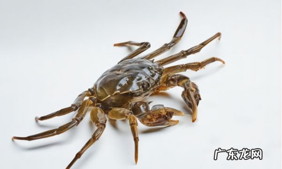 螃蟹几条腿 螃蟹靠什么呼吸,螃蟹有几条腿