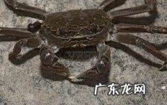 螃蟹几条腿 螃蟹靠什么呼吸,螃蟹有几条腿