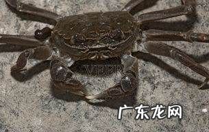 螃蟹几条腿 螃蟹靠什么呼吸,螃蟹有几条腿
