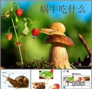 蜗牛喜欢吃什么,蜗牛吃什么