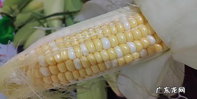玉米保存冷藏还是冷冻,玉米是常温保存还是冷藏 玉米保存方法