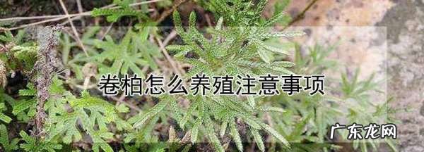 卷柏的养殖方法,卷柏怎么养家庭养法