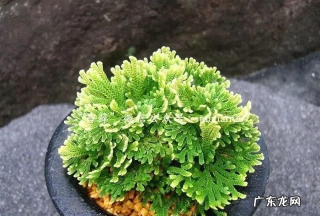 卷柏的养殖方法,卷柏怎么养家庭养法
