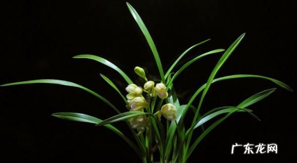 磷酸二氢钾怎么给兰花施肥,兰花上盆多久能用磷酸二氢钾灌根