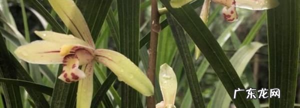 磷酸二氢钾怎么给兰花施肥,兰花上盆多久能用磷酸二氢钾灌根