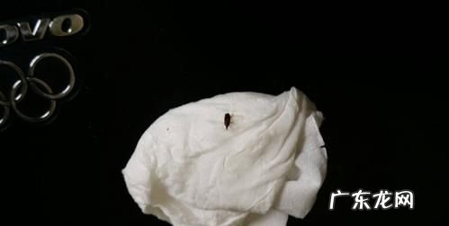 米里有黑色的小虫还能吃,米长了黑色的虫子可以晒