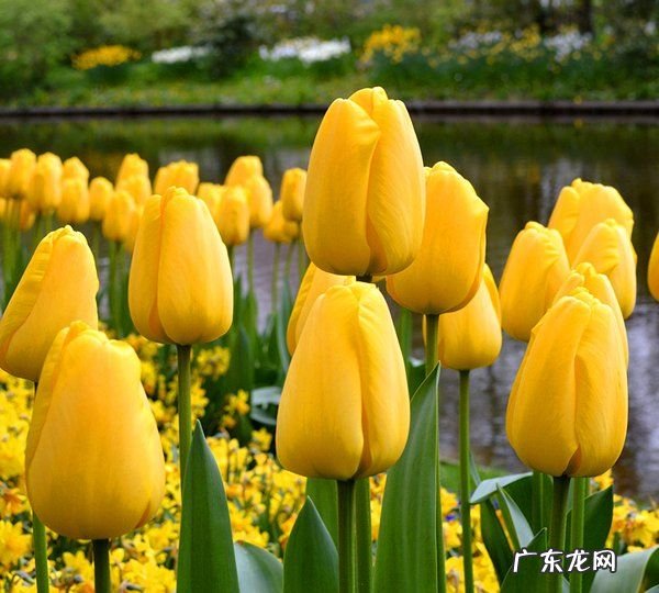 郁金香的养殖方法,郁金花怎么养殖水培
