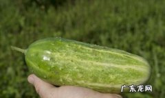 老黄瓜种是什么,老黄瓜种的功效与作用禁忌