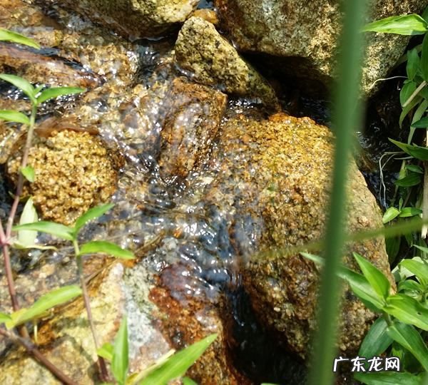 山泉水能直接饮用,山泉水能直接饮用能放几天