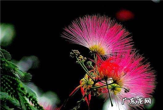 合欢花什么样,合欢花的花语唯美