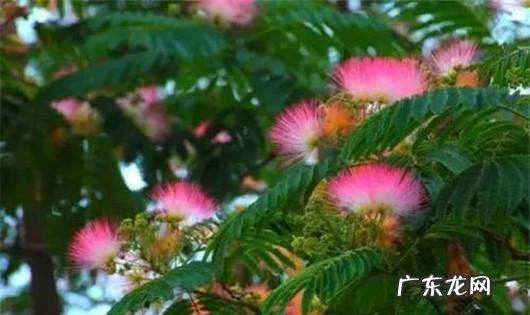 合欢花什么样,合欢花的花语唯美