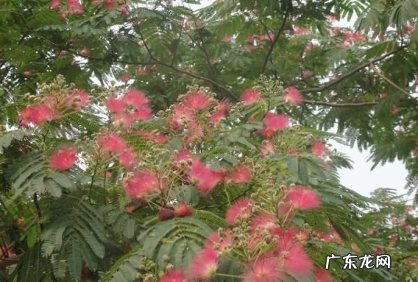 合欢花什么样,合欢花的花语唯美